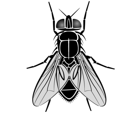Fly Clipart Picture Free Download.