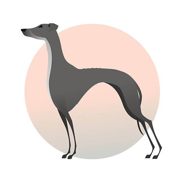 Best Greyhound Illustrations, Royalty.