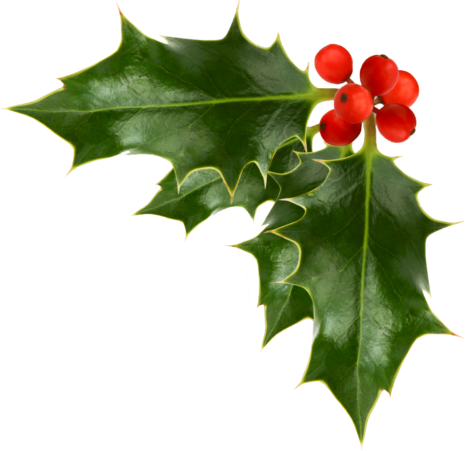 Common holly Christmas Free content Clip art.