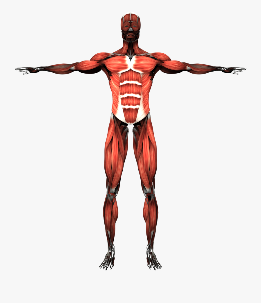 Transparent Muscles Muscular System.