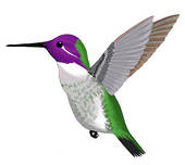 Hummingbird Pictures Clip Art & Hummingbird Pictures Clip Art Clip.