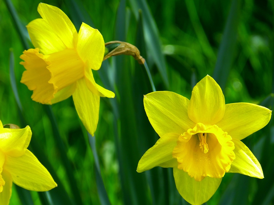 free images daffodils #11