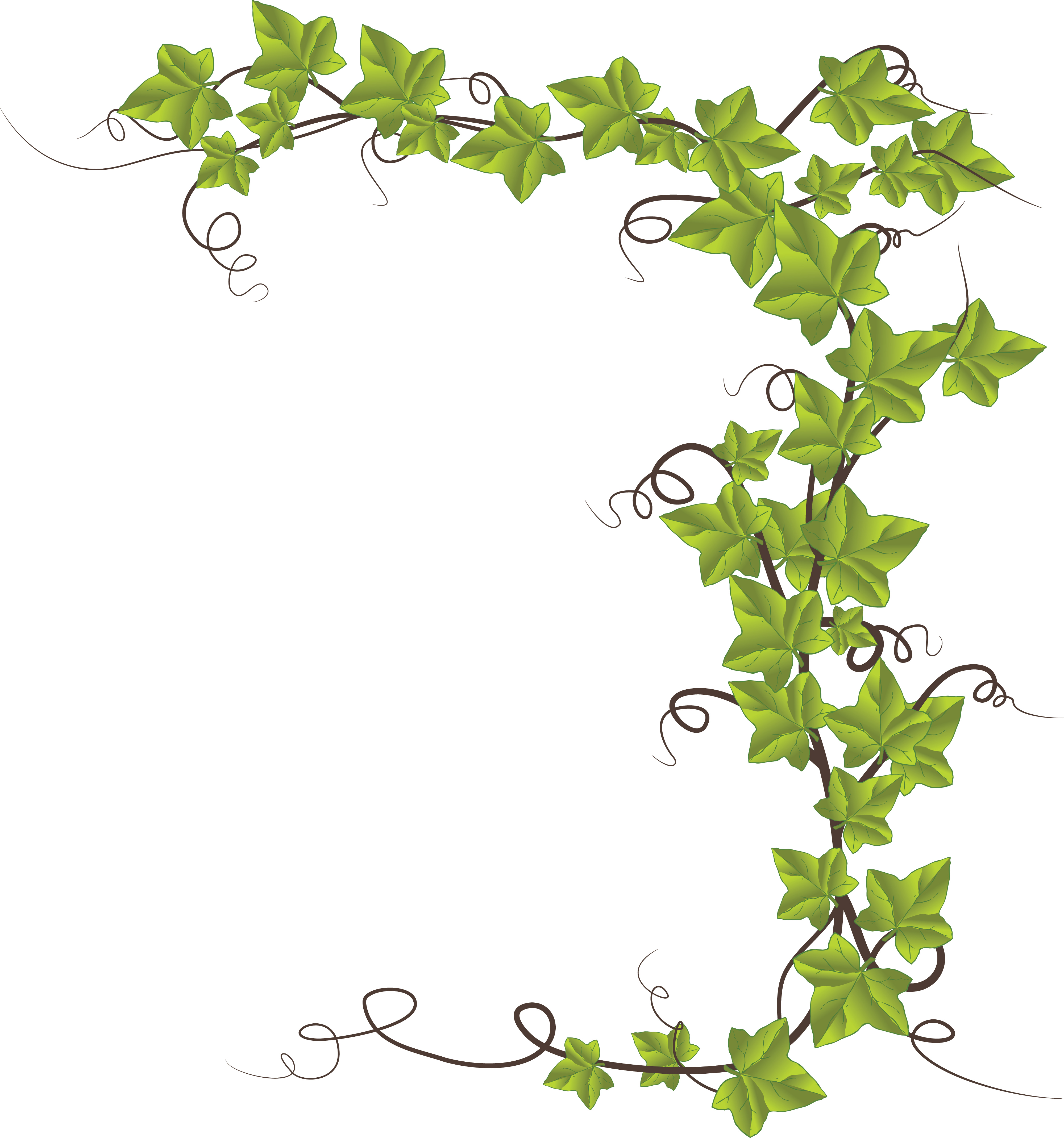 991 Ivy free clipart.