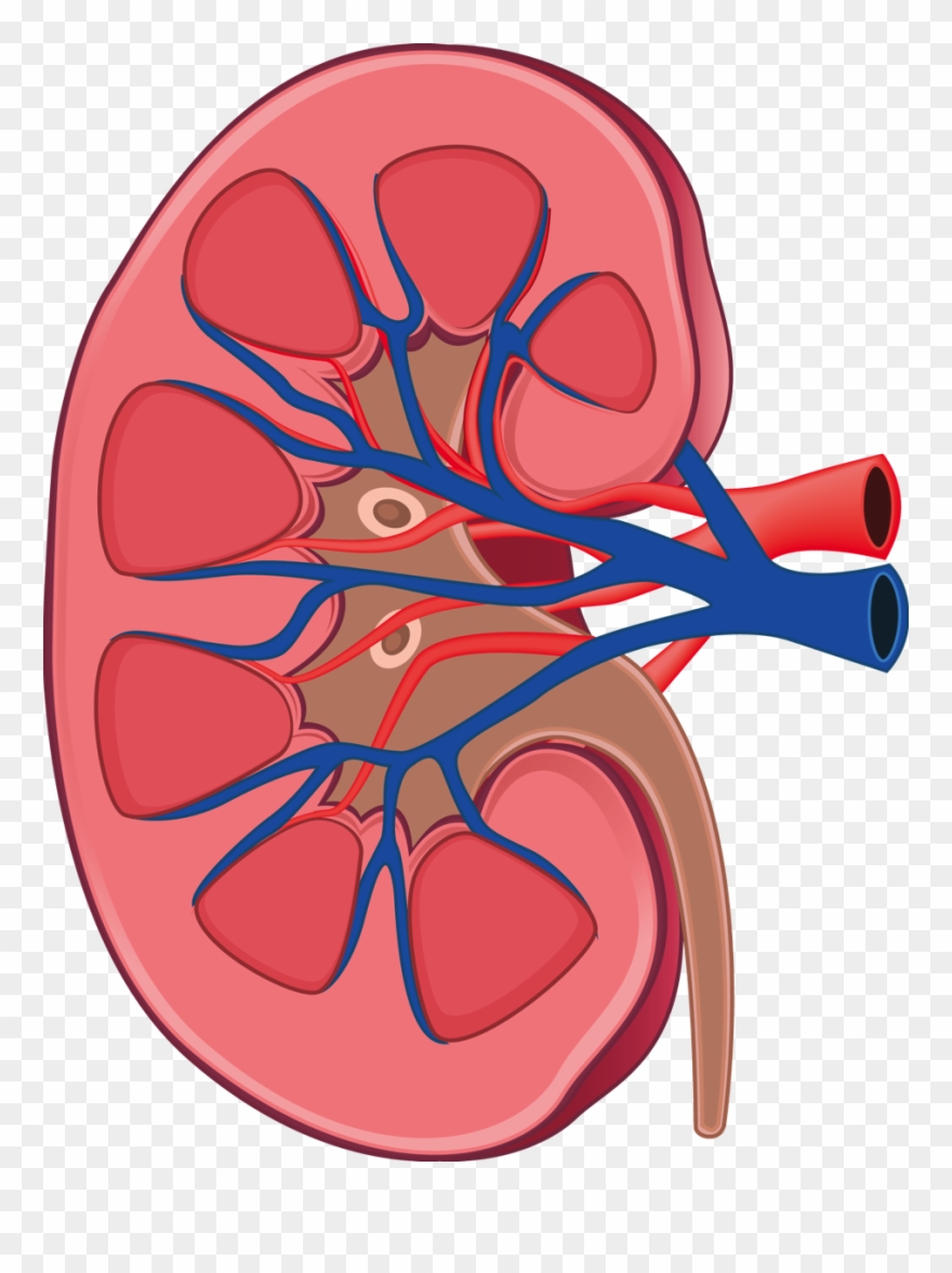 Image Free Library Kidney Clipart Kidney Anatomy.