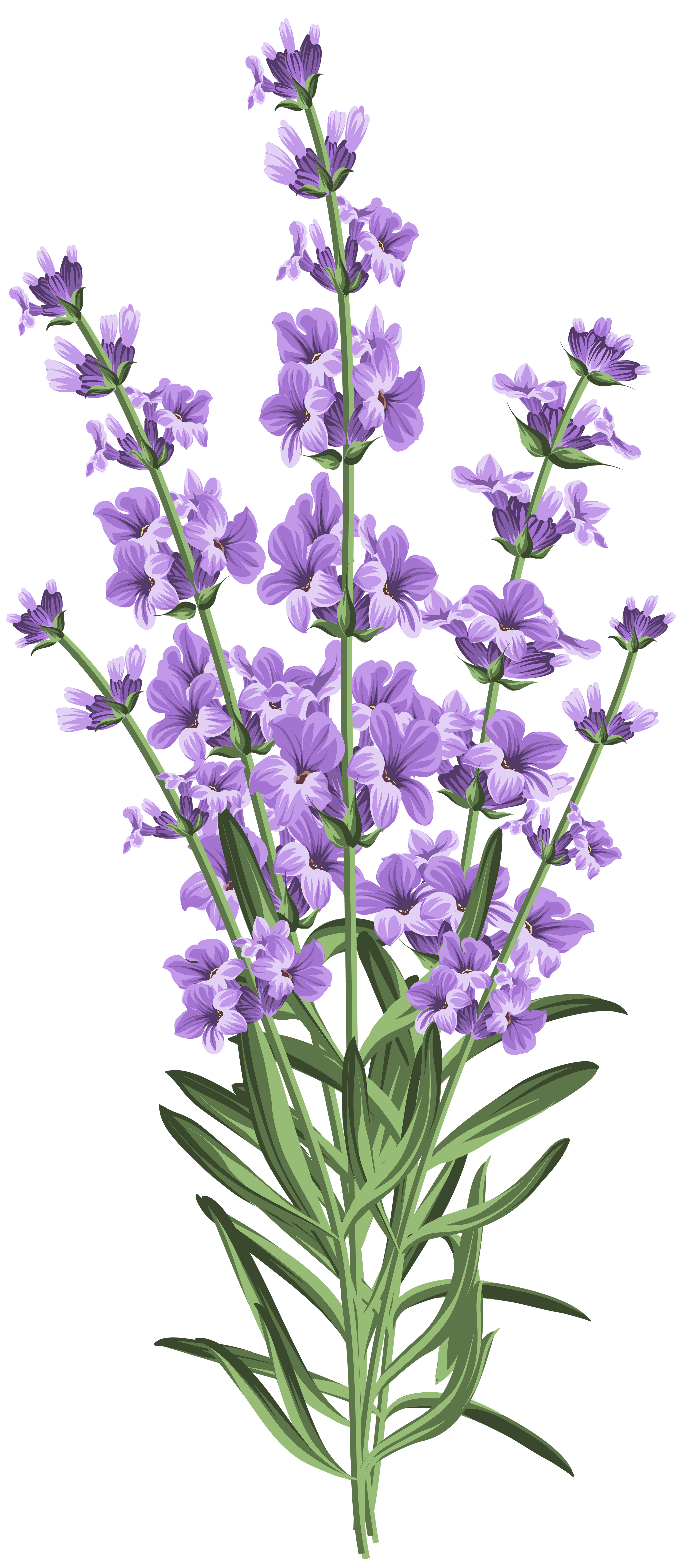 Lavender Flower Transparent PNG Clip Art.
