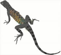 Free Lizards Clipart.