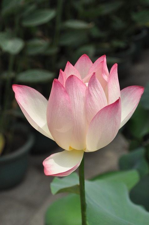 Lotus, Flower.