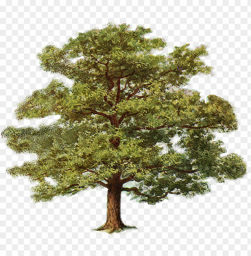 oak tree 0.