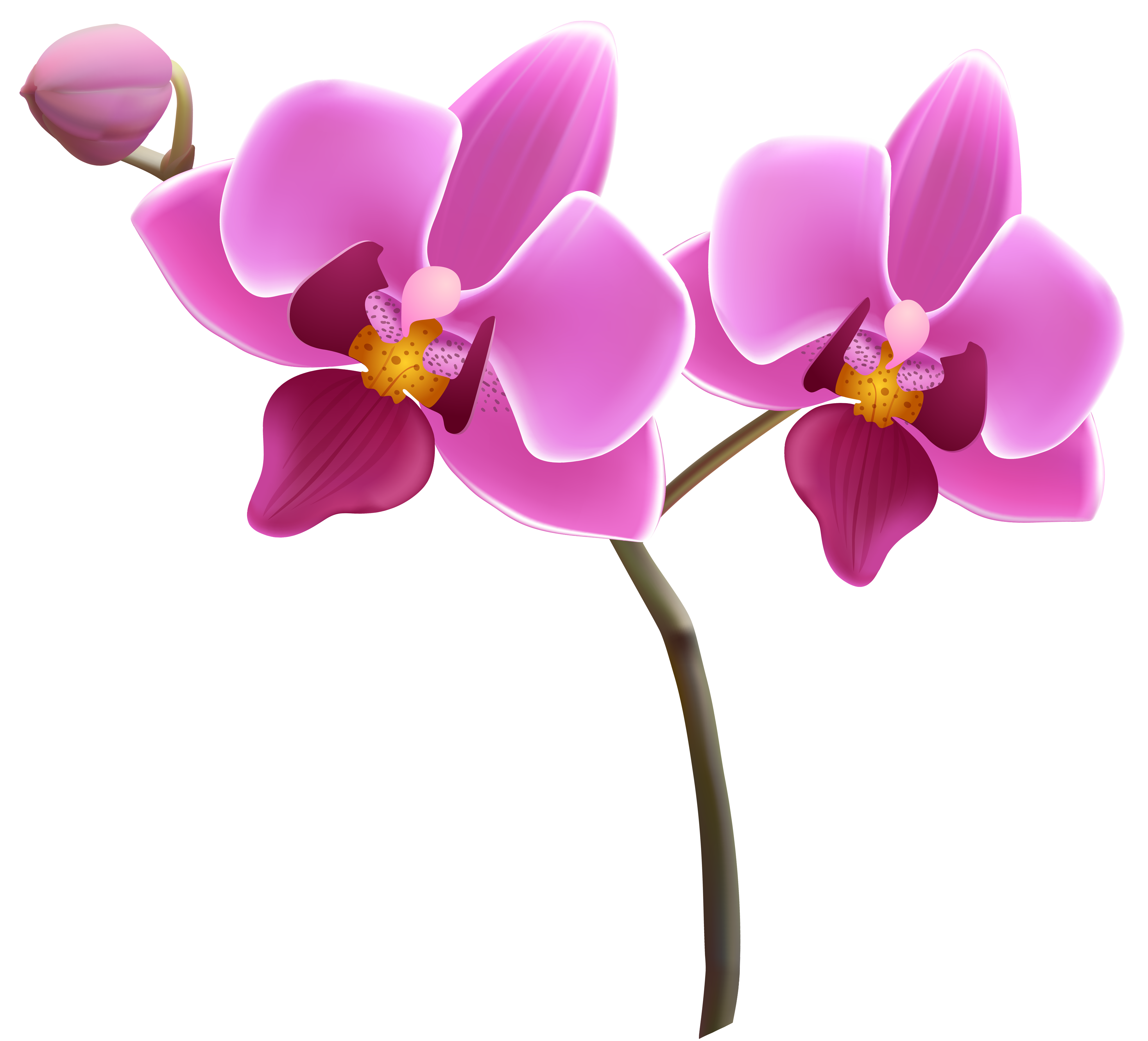 275 Orchid free clipart.