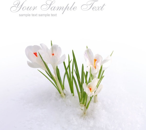 Spring flower images free stock photos download (13,423 Free stock.