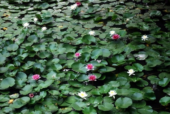 Flower images water lily free stock photos download (22,188 Free.