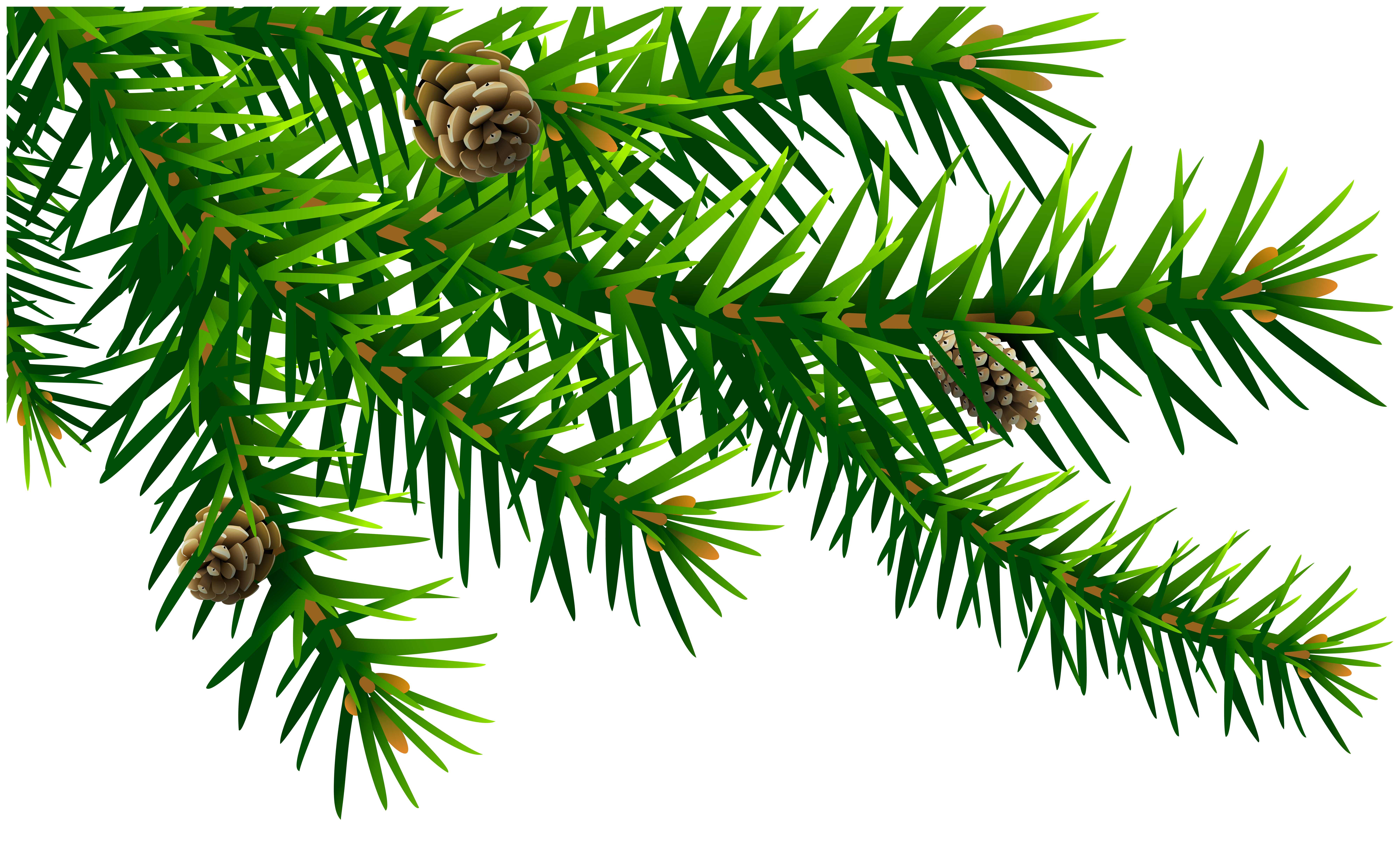 free pine branch clipart 10 free Cliparts | Download images on