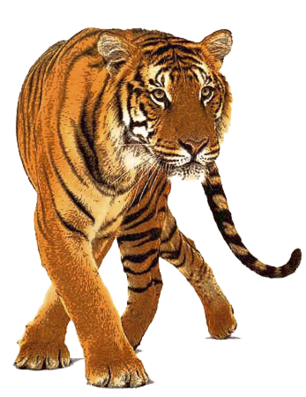 Tiger PNG Free Download 4.