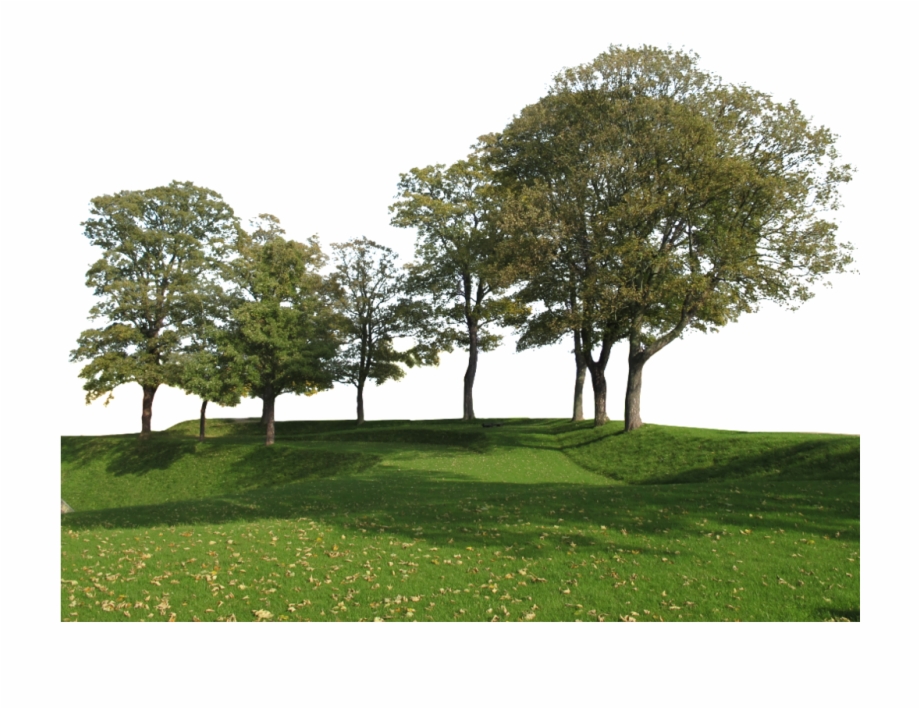 Group Of Trees Png.