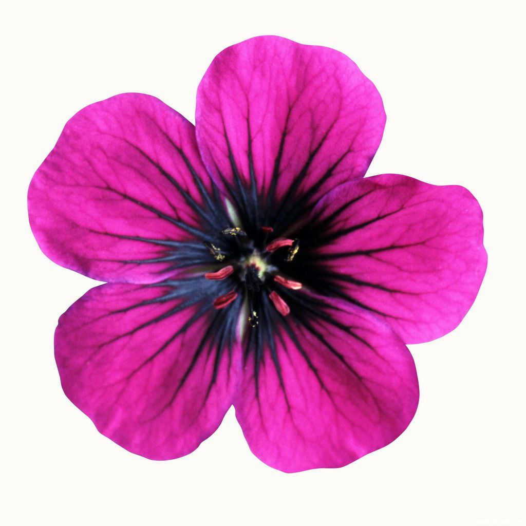 free printable flowers pictures 20 free Cliparts