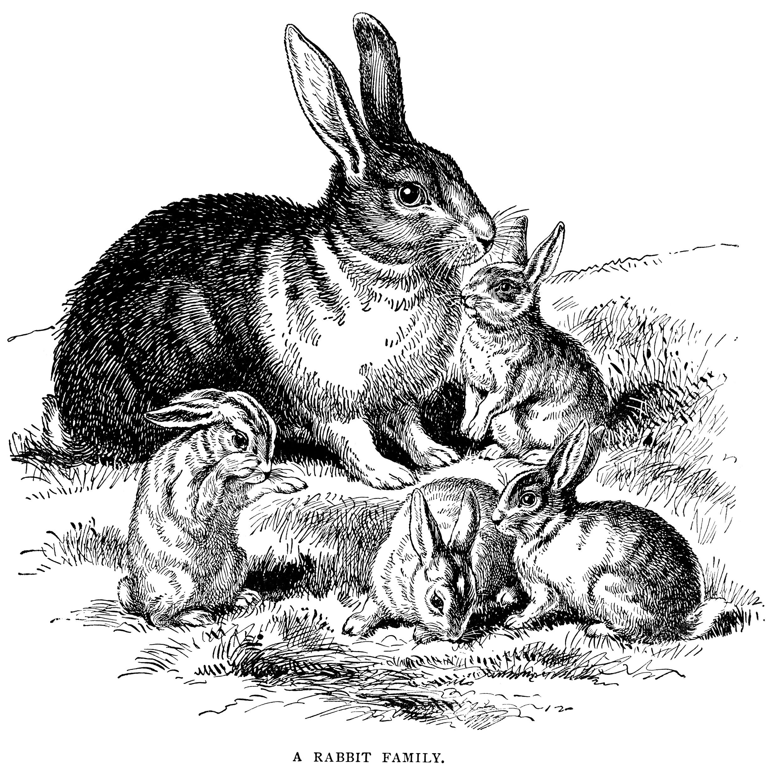 vintage rabbit clip art, rabbit family illustration, vintage.