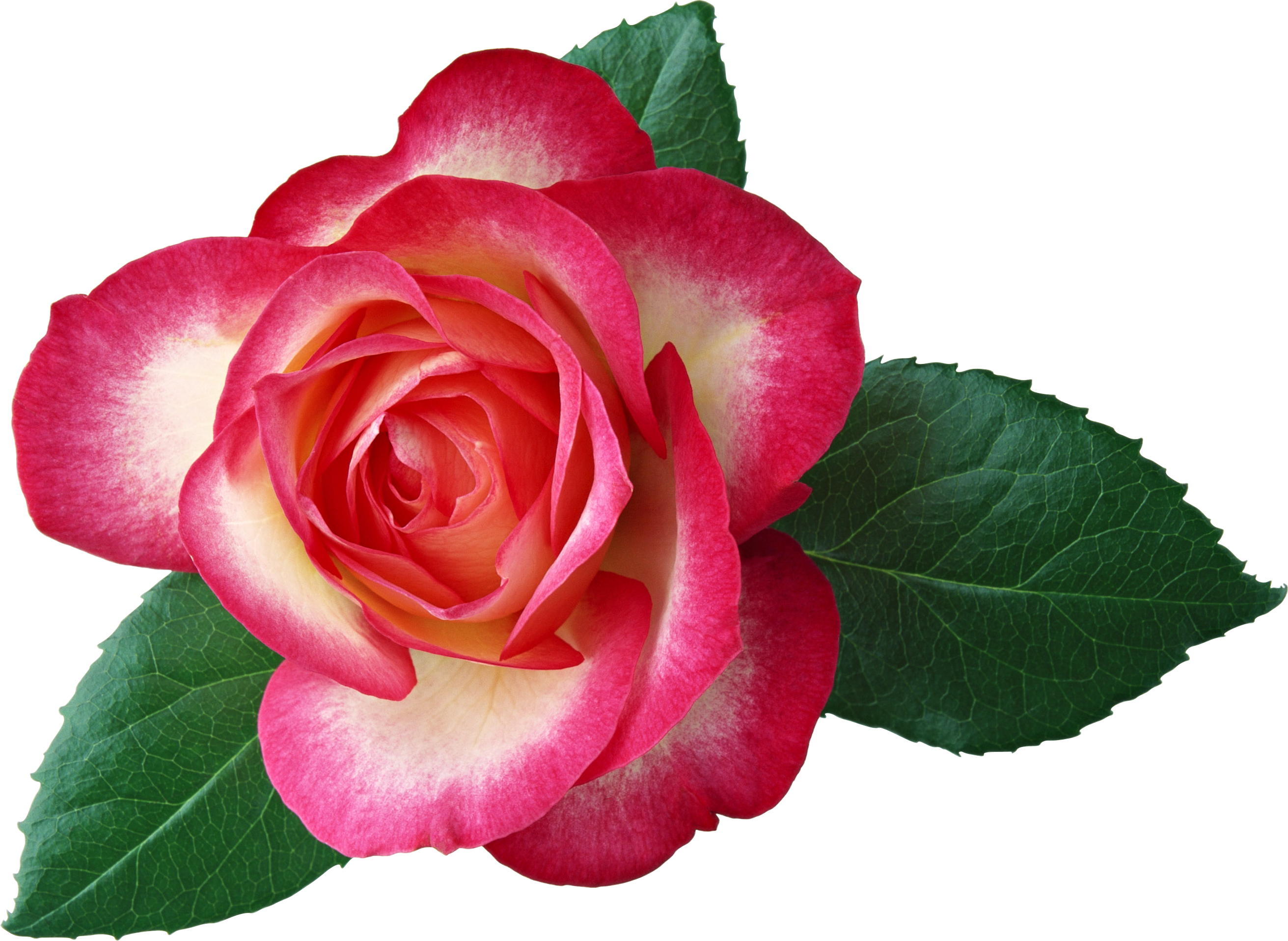 Large Rose Clipart Picture.