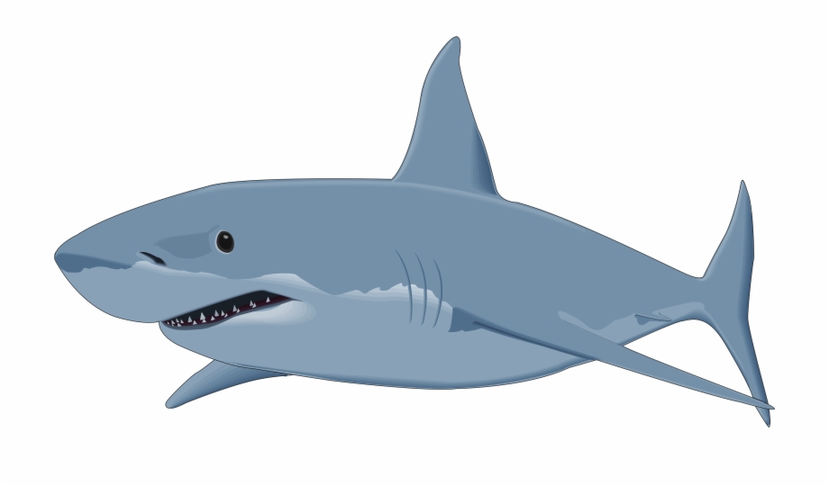 Shark Png Clipart Image.