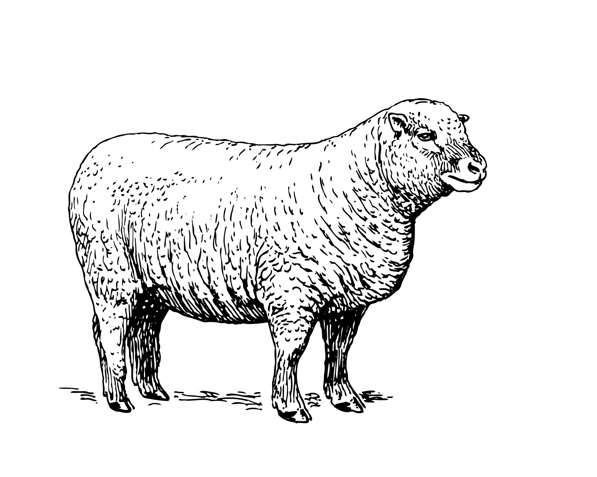 Sheep Clipart Illustration Free Stock Photo.