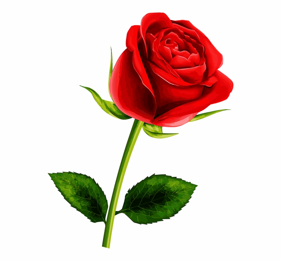 Free Single Rose Clipart 10 Free Cliparts Download Images On 