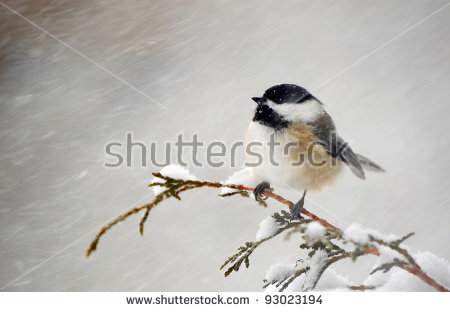 Chickadee In Snow Stock Images, Royalty.