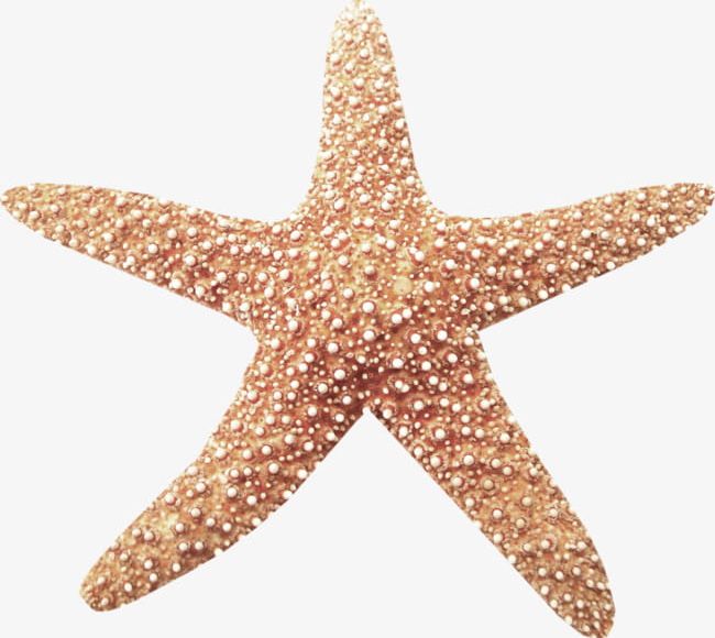 A Starfish PNG, Clipart, A Clipart, Coastal, Lovely, Star, Starfish.