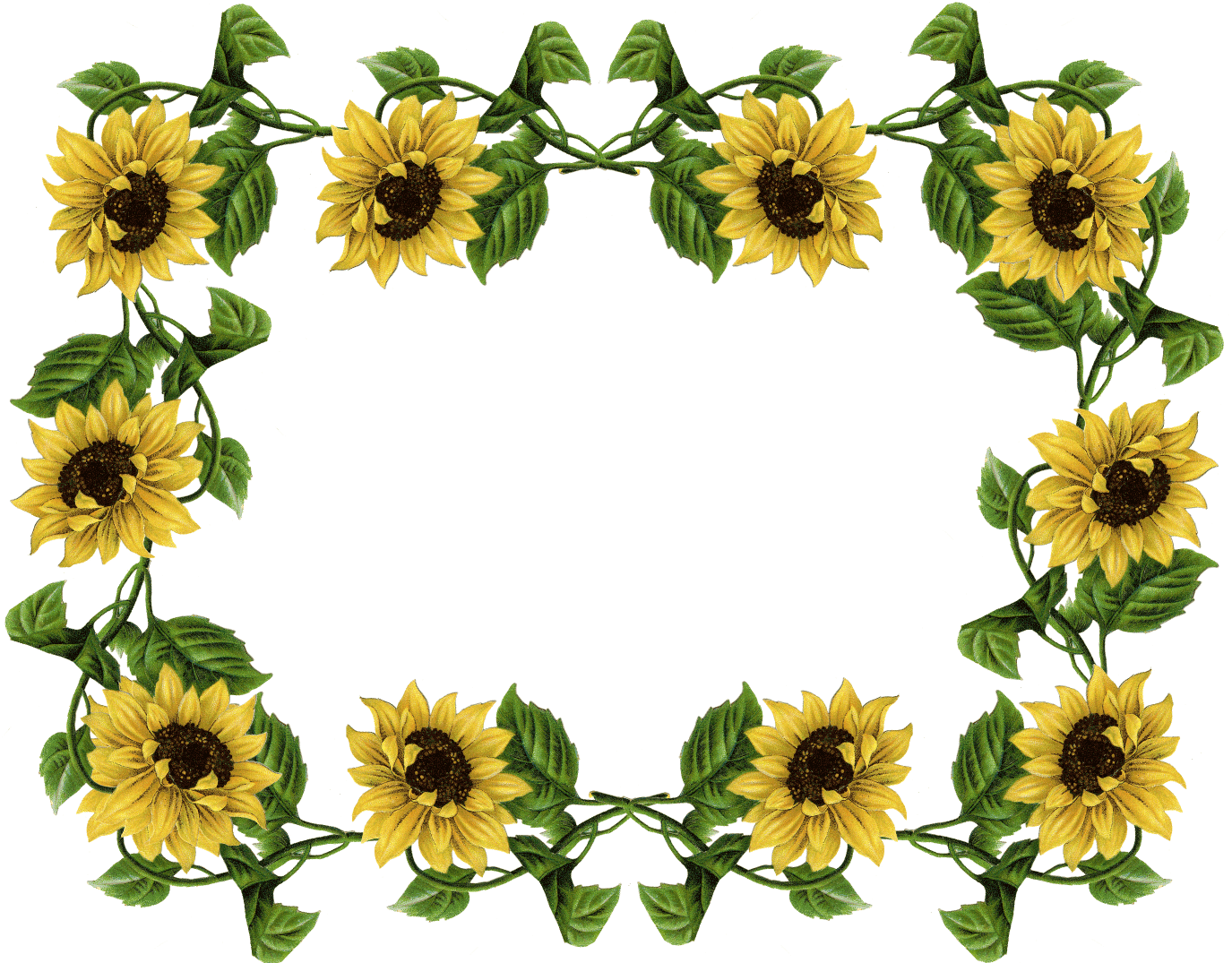 free sunflower border clipart 10 free Cliparts Download images on