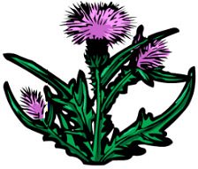 Free Thistle Cliparts, Download Free Clip Art, Free Clip Art.