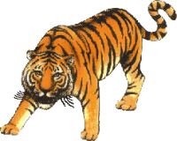 free tiger clip art.
