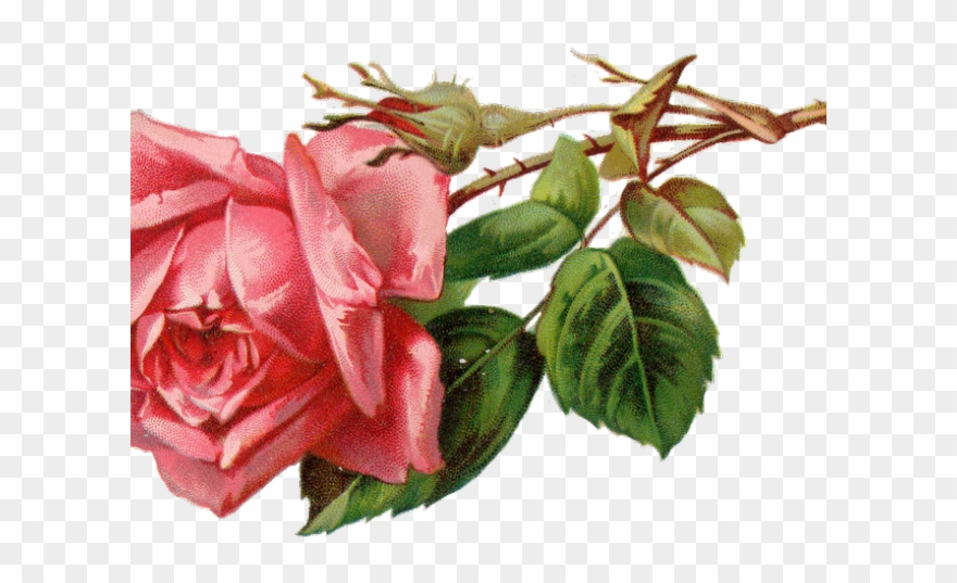 Free Rose Clipart.