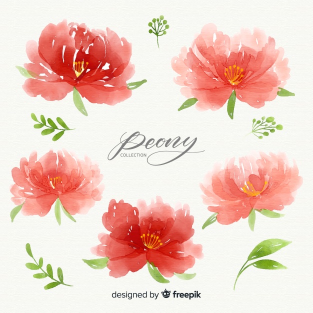 free watercolor peony clipart 10 free Cliparts | Download images on