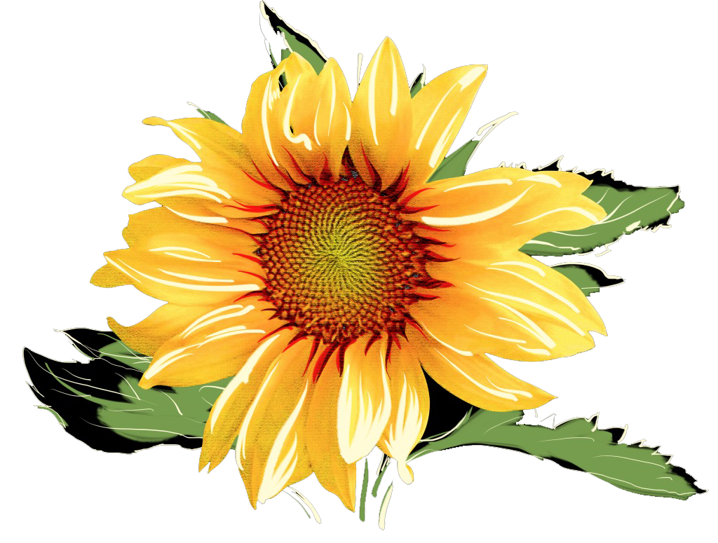 Free Free 339 Simple Sunflower Clipart Png SVG PNG EPS DXF File