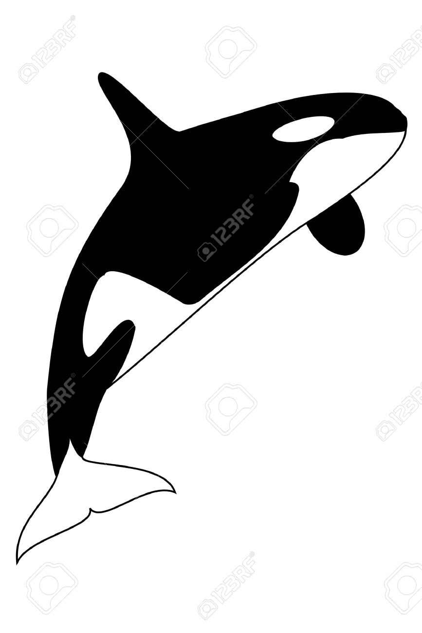 Whale black and white killer whale clipart black and white dromgcb.