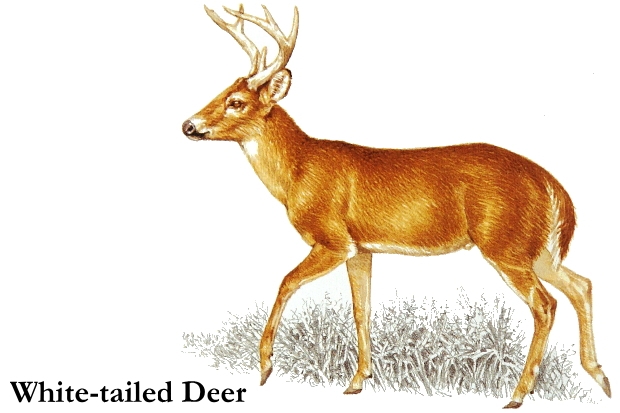 Whitetail Deer Clipart.