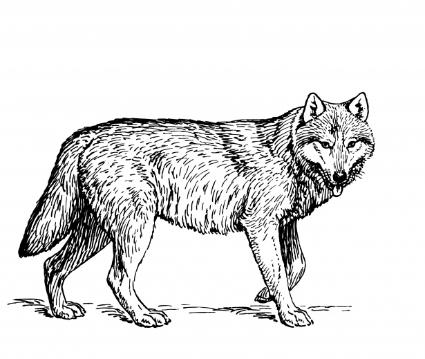 Wolf Illustration Clipart Free Stock Photo.