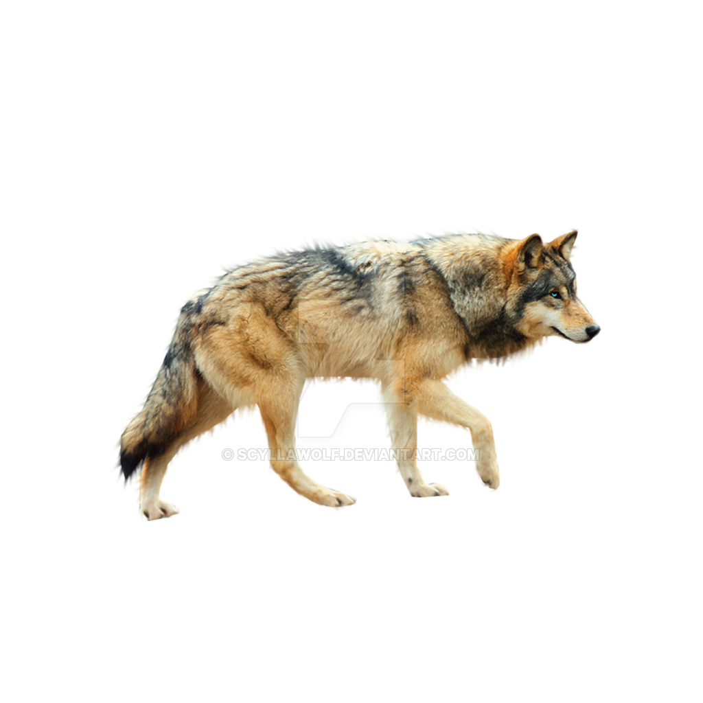 Wolf PNG image, free picture download.