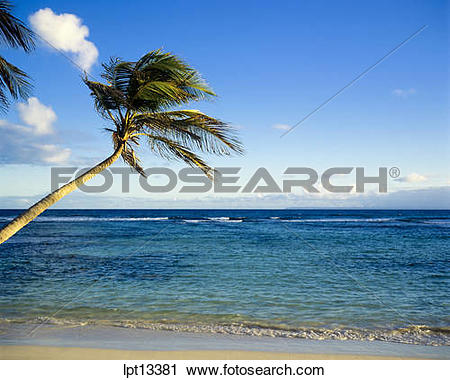 Stock Photography of Lone palm tree on beach, sea, Guadeloupe.