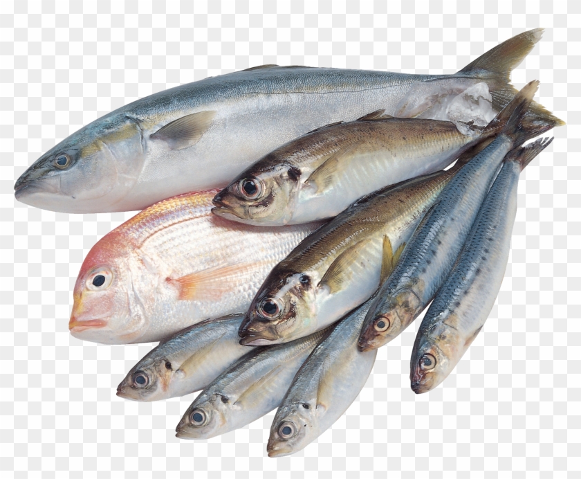 fresh fish png 10 free Cliparts | Download images on Clipground 2024