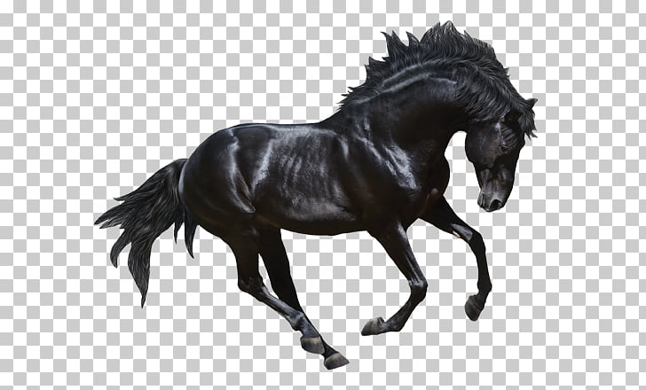 Andalusian horse Stallion Friesian horse Arabian horse.