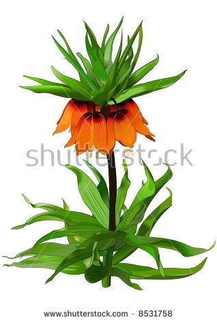 Fritillaria Imperialis Stock Vectors & Vector Clip Art.