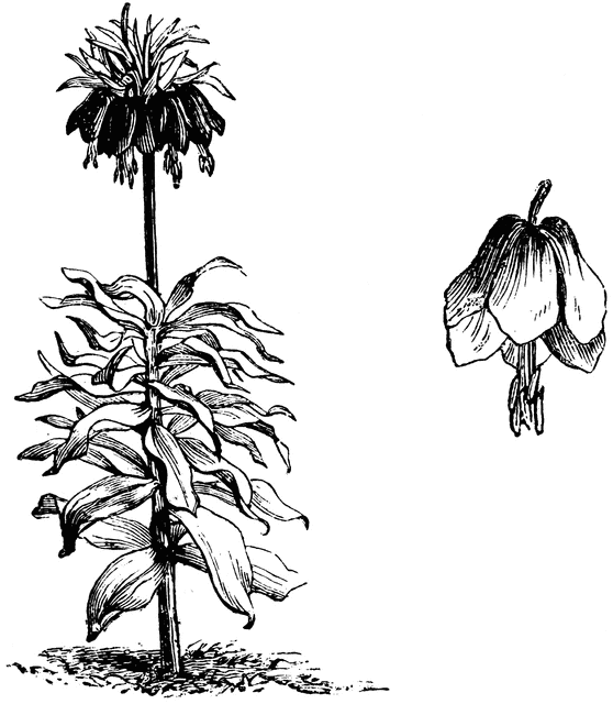 Habit and Detached Single Flower of Fritillaria Imperialis.