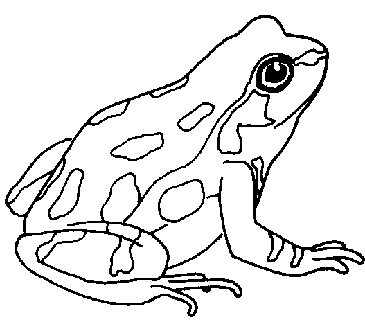 Cute Frog Clip Art Black And White.