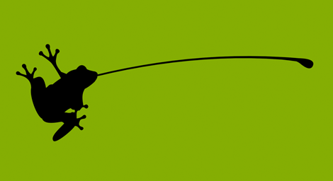Black Frog Design.