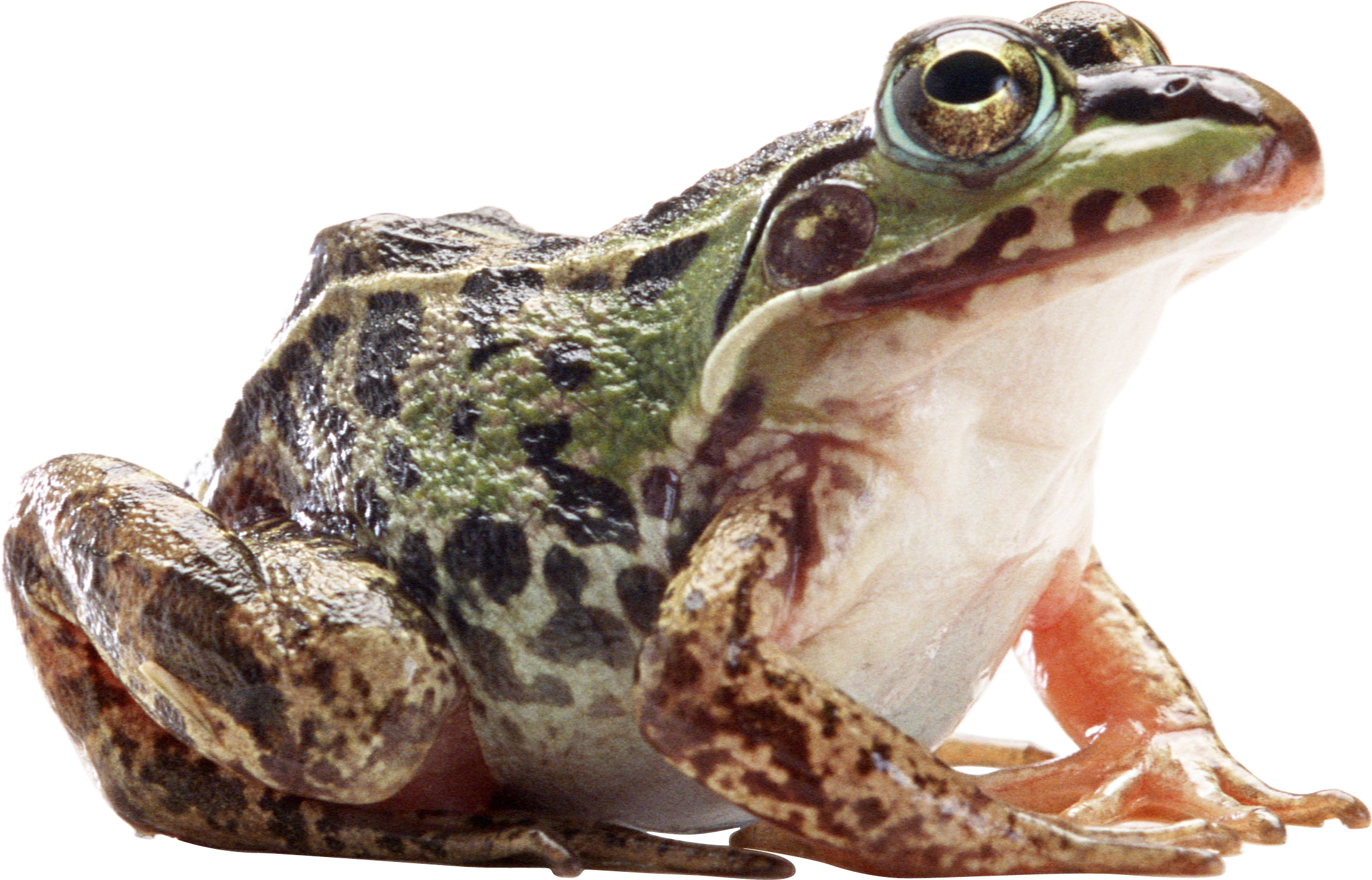 Frog PNG image free download image, frogs.