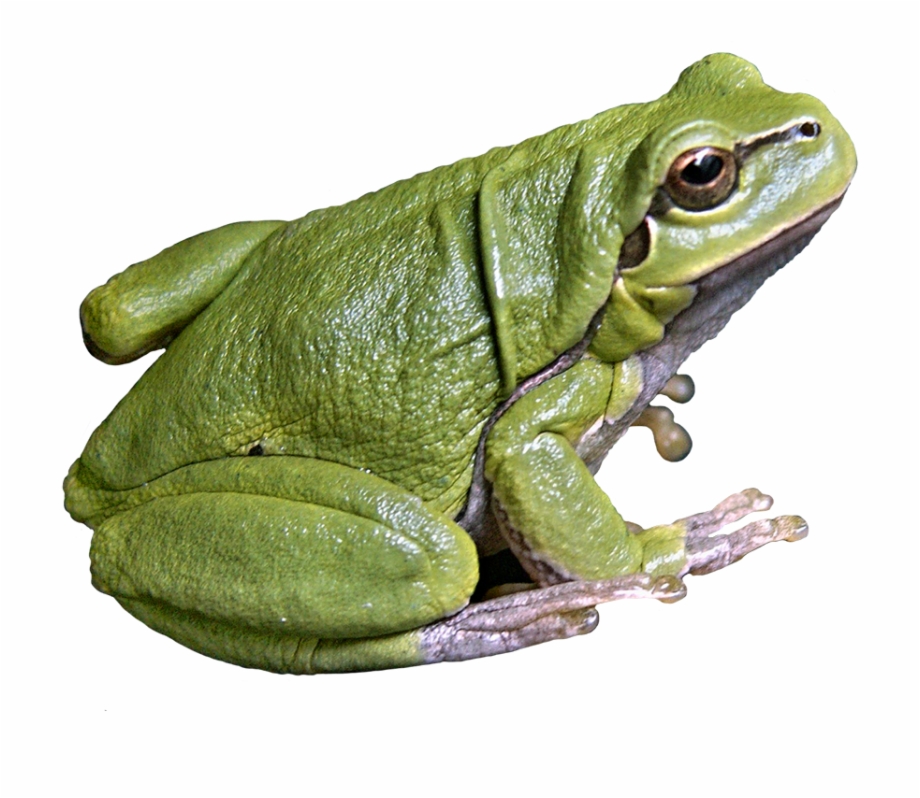 Green Golden Bell Frog Png.