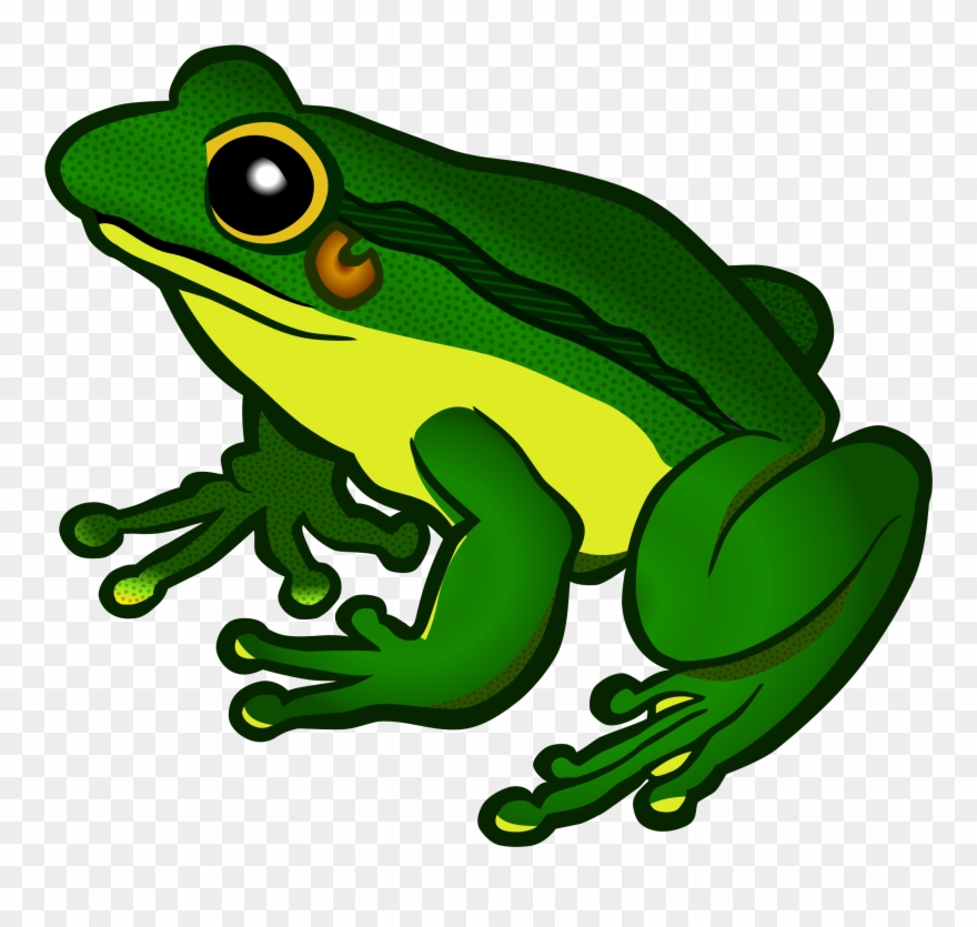 Green Frog Clipart Froglet.