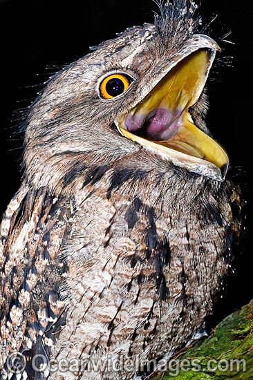 1000+ images about Potoo and Whip Poor Will on Pinterest.