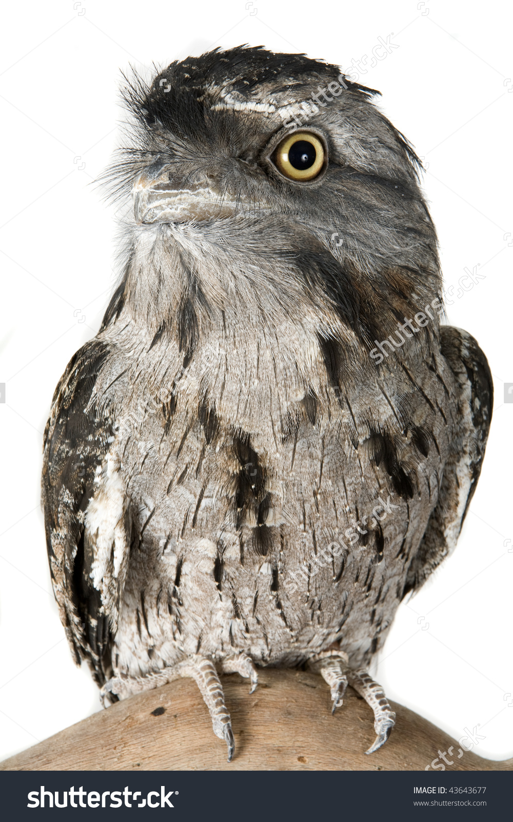 Owl Tawny Frogmouth Podargus Strigoides Australia Stock Photo.