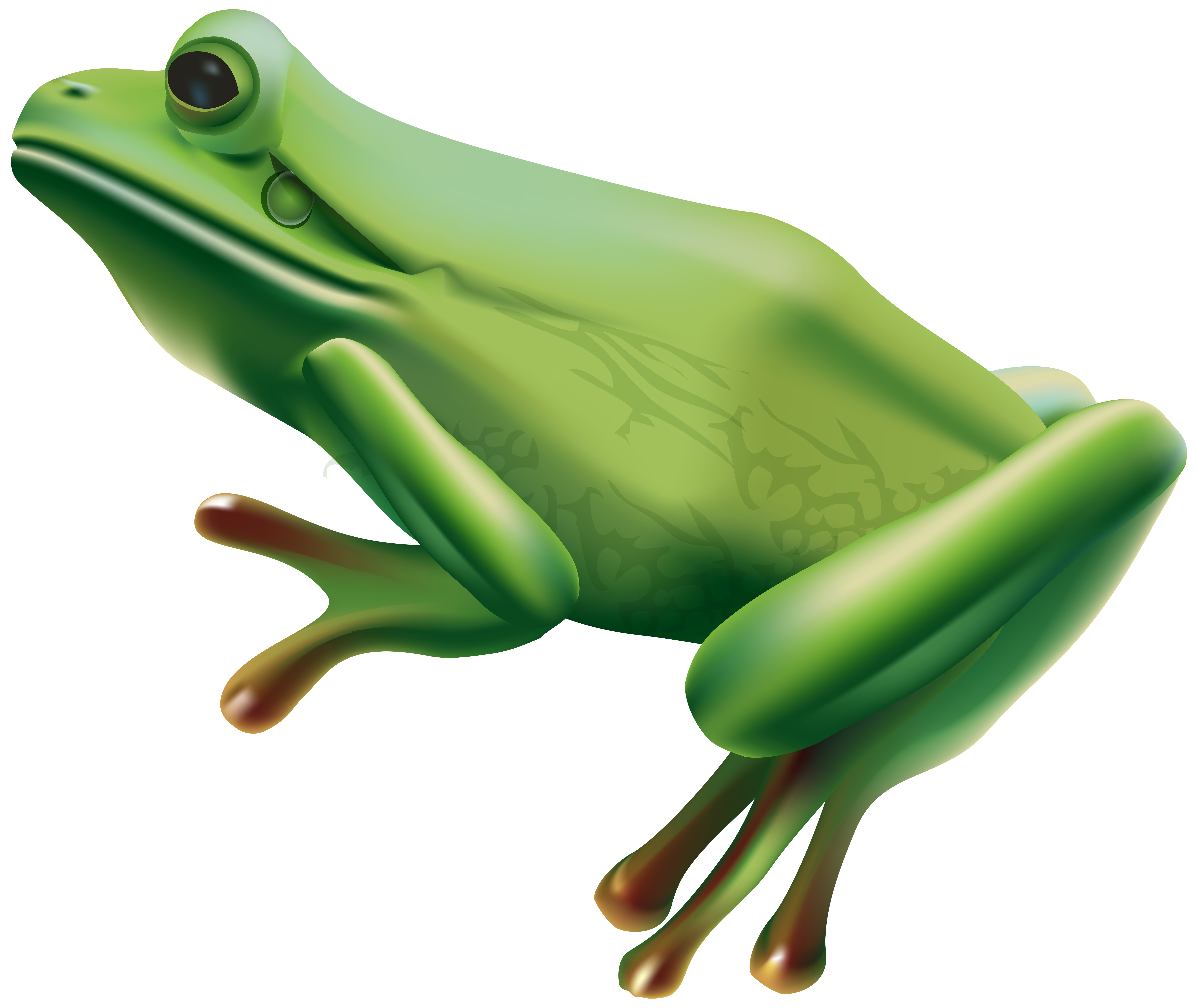 Frog Png & Free Frog.png Transparent Images #2705.
