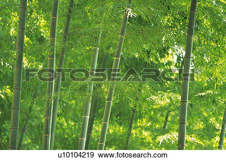 Stock Photograph of Bamboo Trees in the Woods, Front View, Pan.